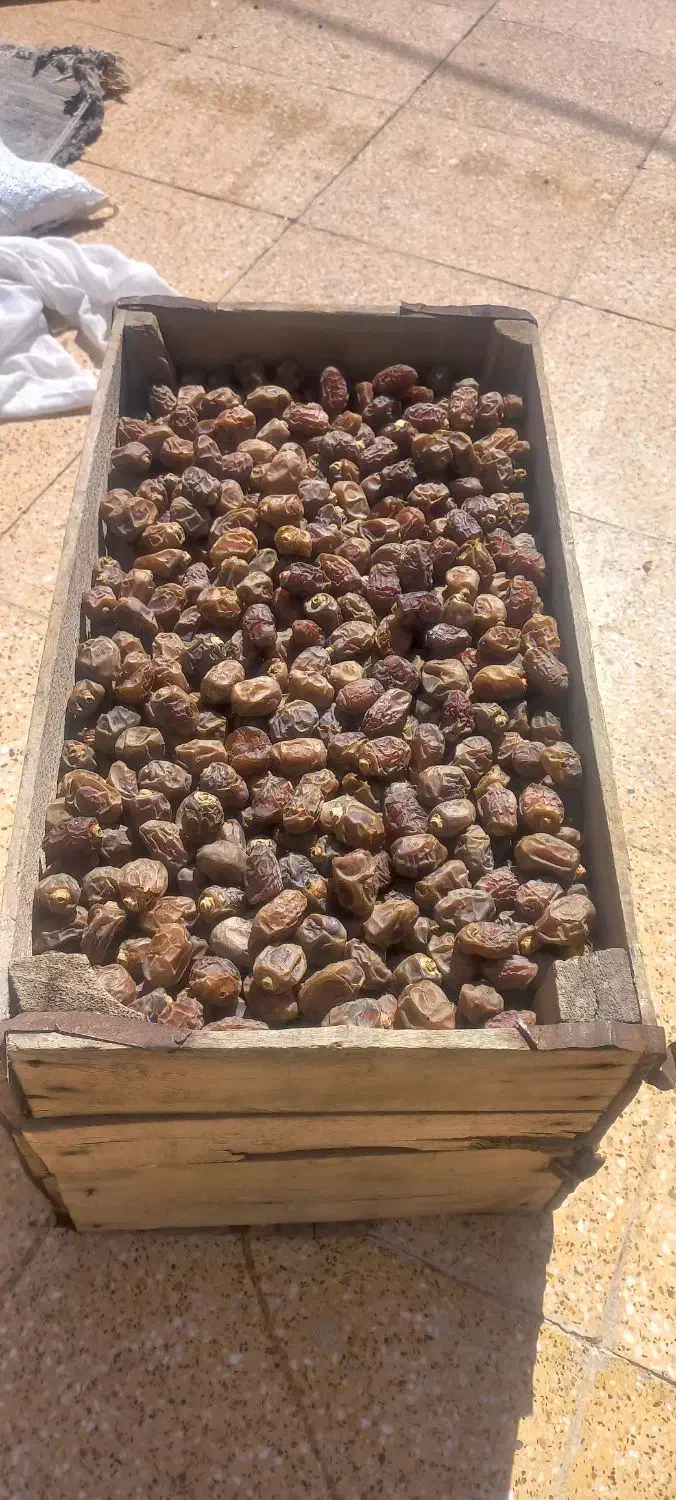 خرمای شادگان|حراج|شادگان, |دیوار