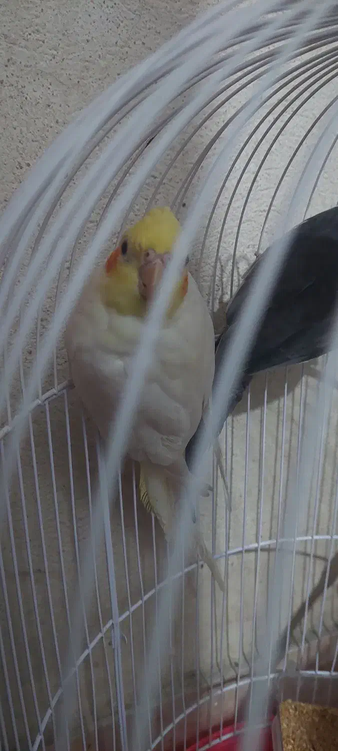 عروس هلندی|پرنده|گرگان, |دیوار