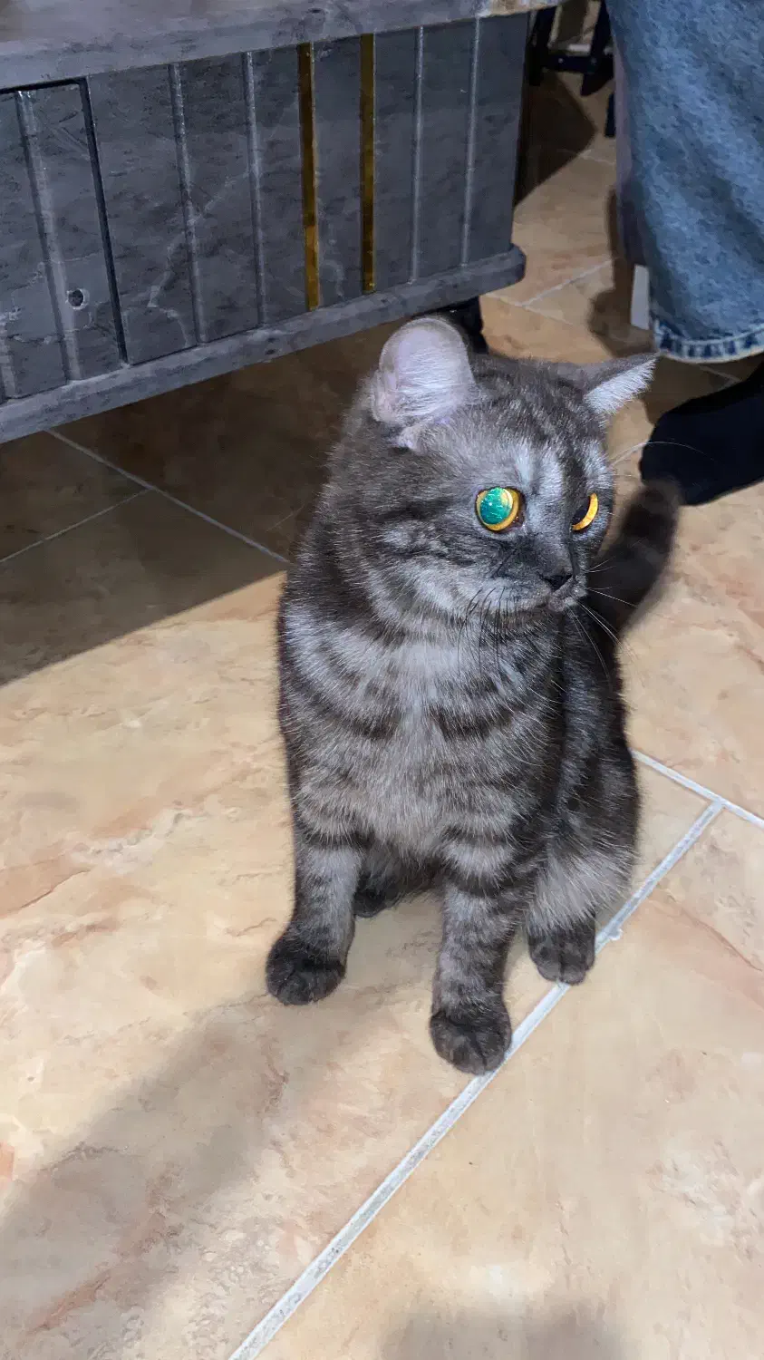 فروش پت|گربه|بندرعباس, |دیوار