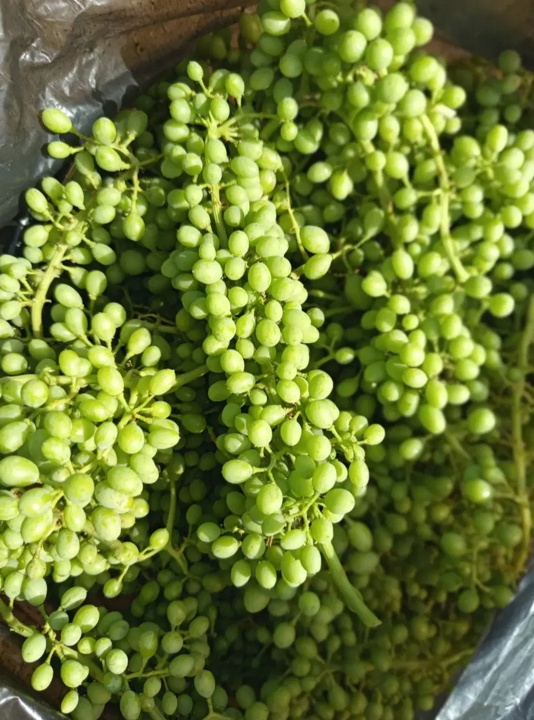 قوره|خوردنی و آشامیدنی|همدان, |دیوار