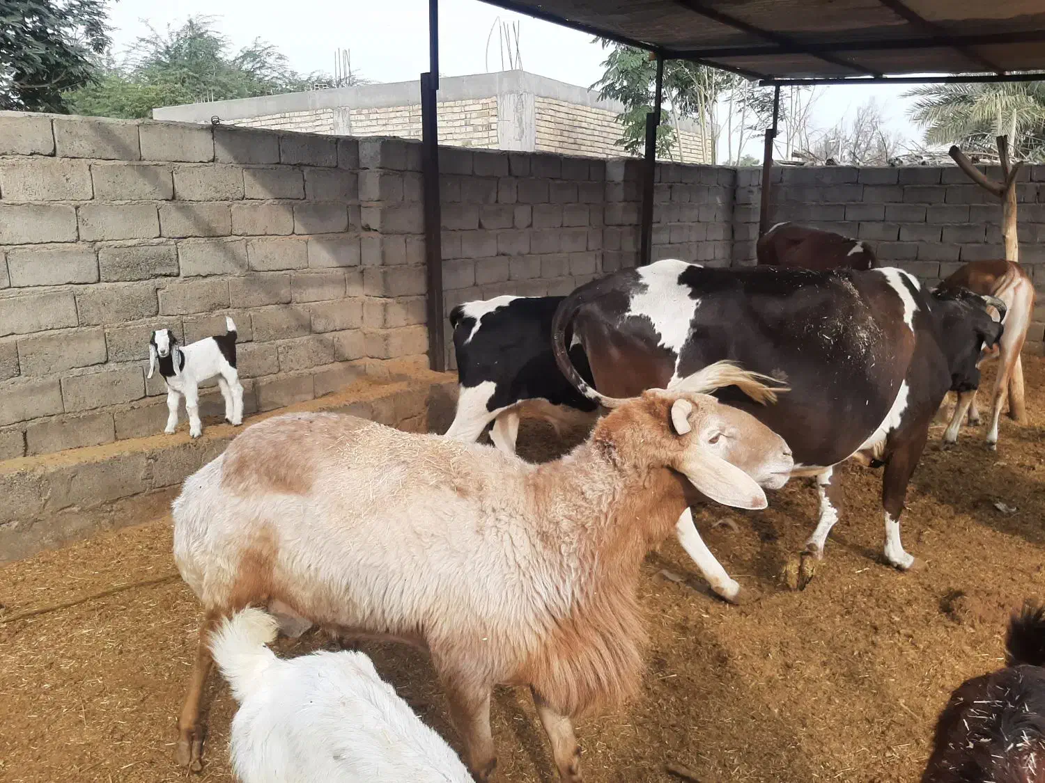 قوچ چینی شیرازی دوساله|حیوانات مزرعه|رودبار (کرمان), |دیوار