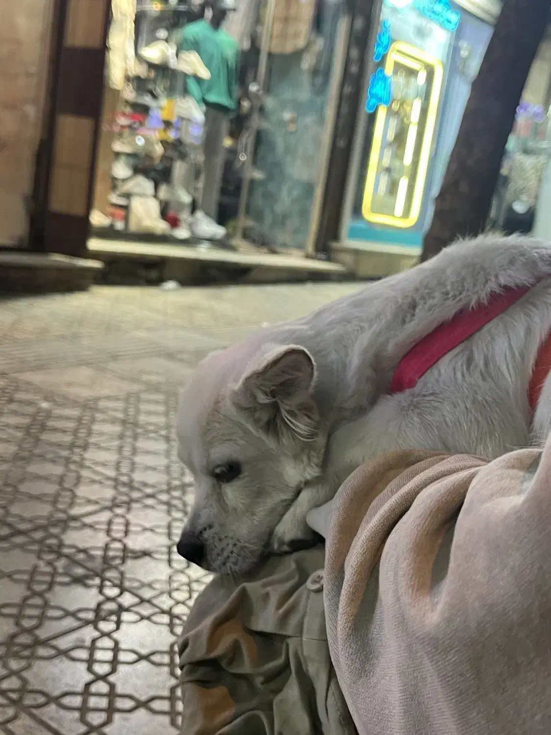 سگ تربیت شده|سگ|سقز, |دیوار