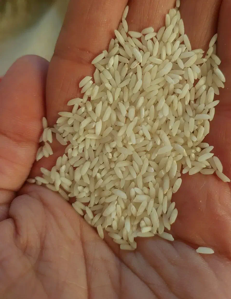 برنج عنبربو|خوردنی و آشامیدنی|اهواز, کوی رمضان|دیوار