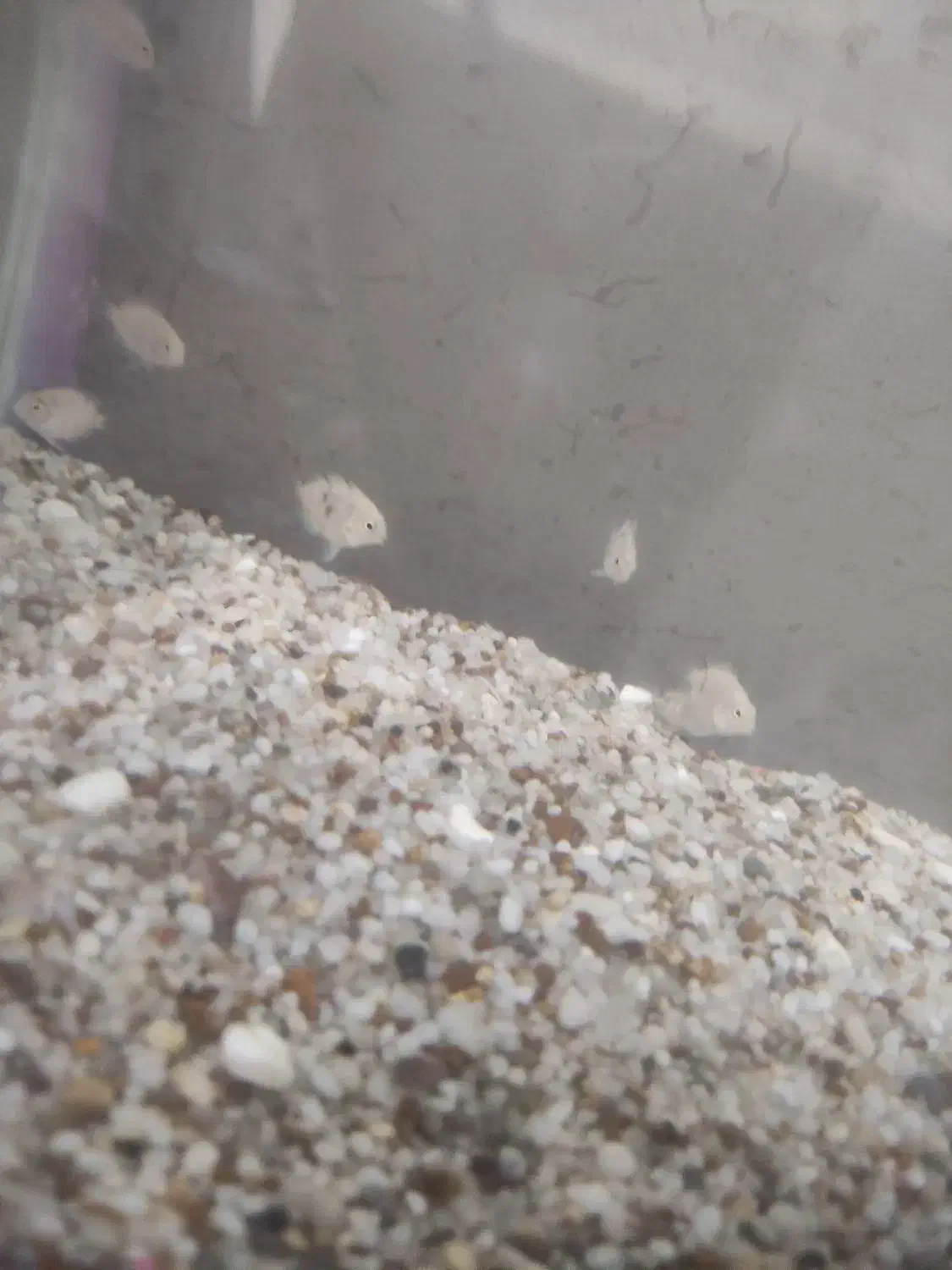 سیچلاید ، فایتر نر و ماده|ماهی|مشهد, امیر آباد|دیوار