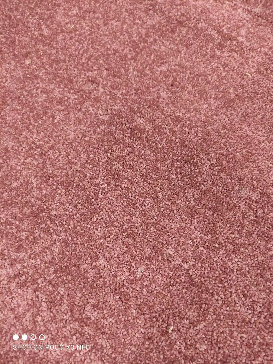 پالاز موکت۲در۳نو خوش رنگ|فرش|کرمان, |دیوار