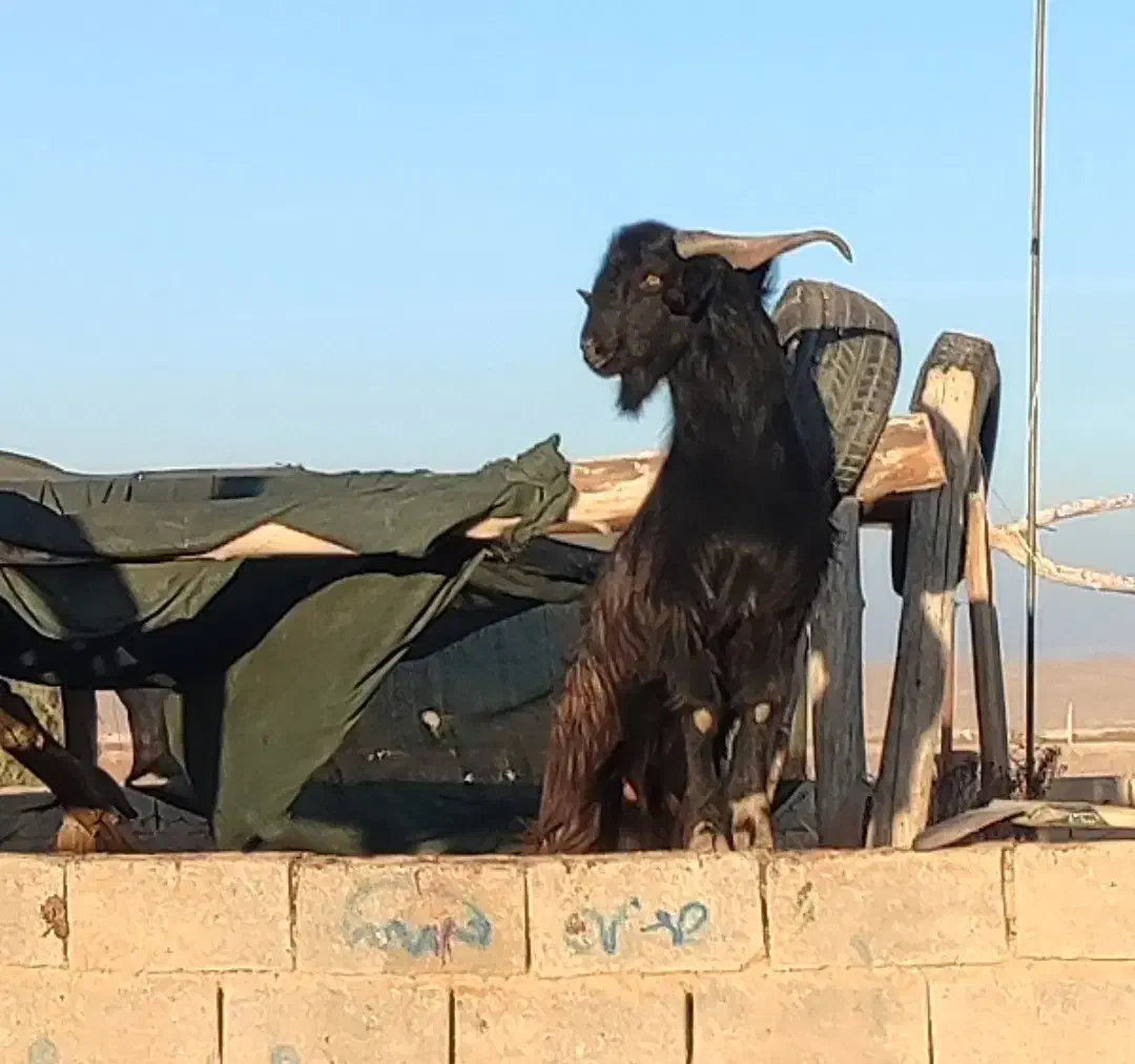 فروش چپش کهره پازن|حیوانات مزرعه|بوانات, |دیوار