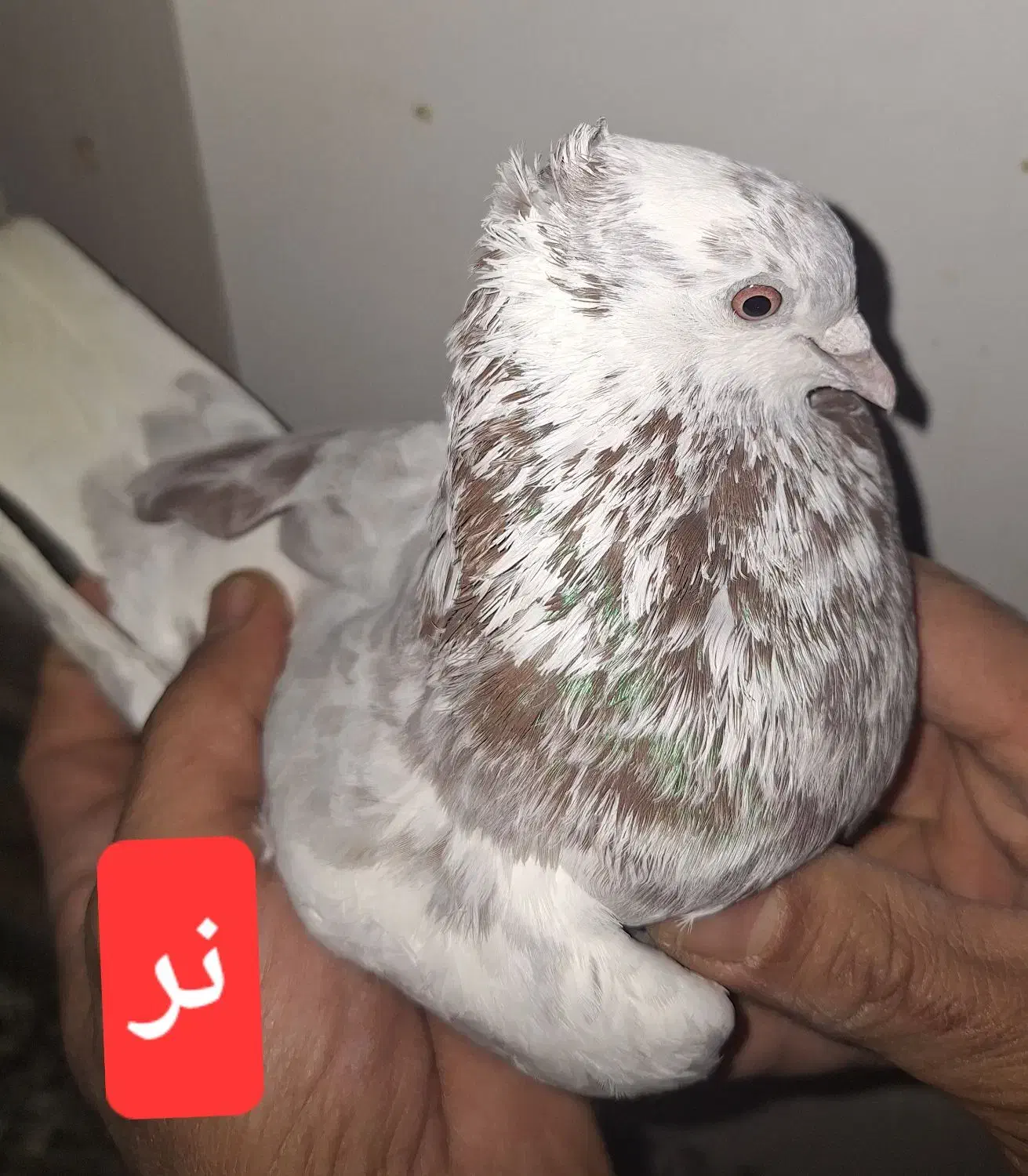 کبوتر|پرنده|مشکین‌دشت, |دیوار