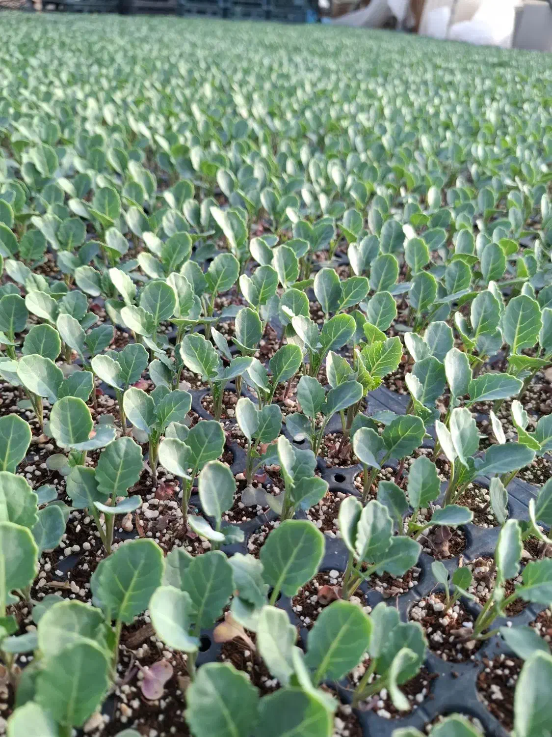 فراسوی|گل و گیاه طبیعی|شیراز, لاله|دیوار