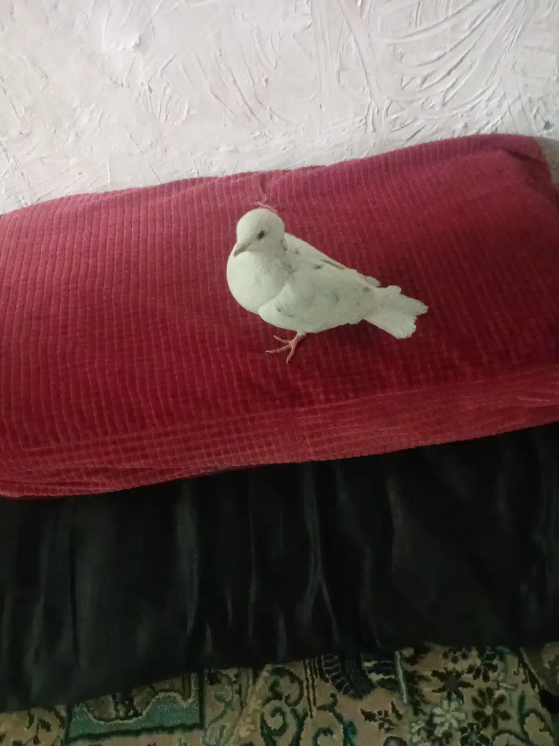 کبوتر هر ک خواست پیام بده|پرنده|عنبرآباد, |دیوار