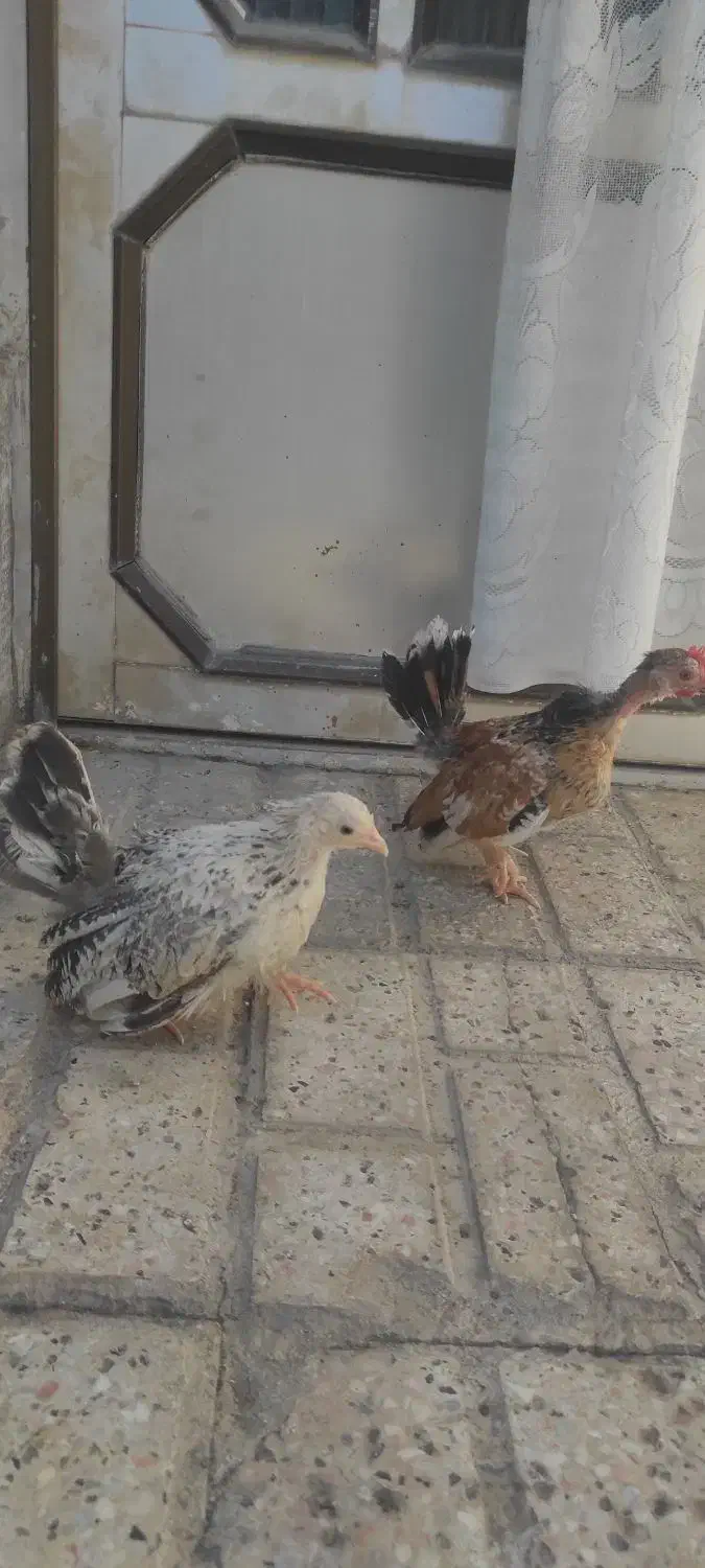 نیمچه جاپنیز زینتی منیاتوری|حیوانات مزرعه|مشهد, ویلاشهر|دیوار