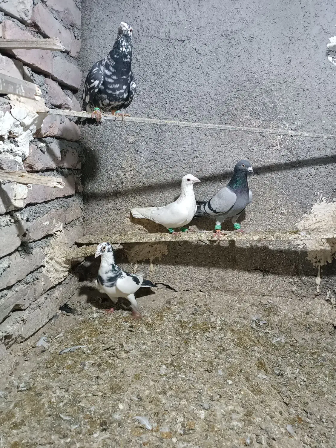 کفتر پرشی|پرنده|نیشابور, ریوند|دیوار