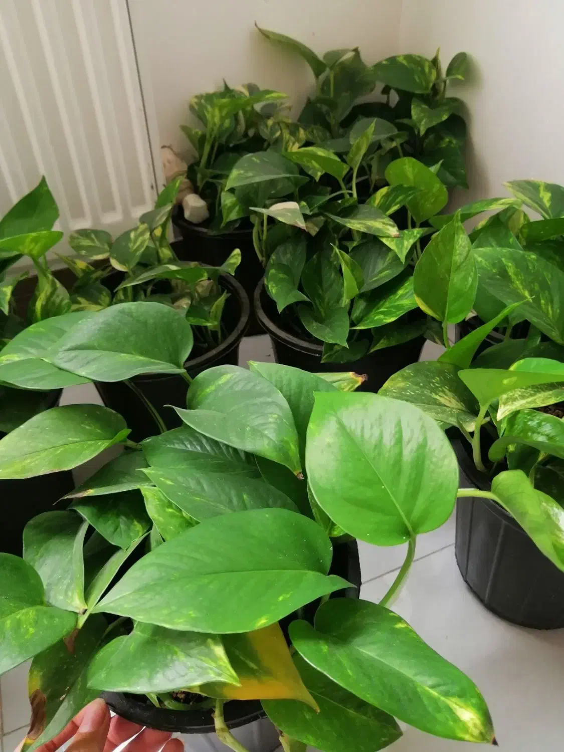 گل پتوس|گل و گیاه طبیعی|کیاشهر, |دیوار