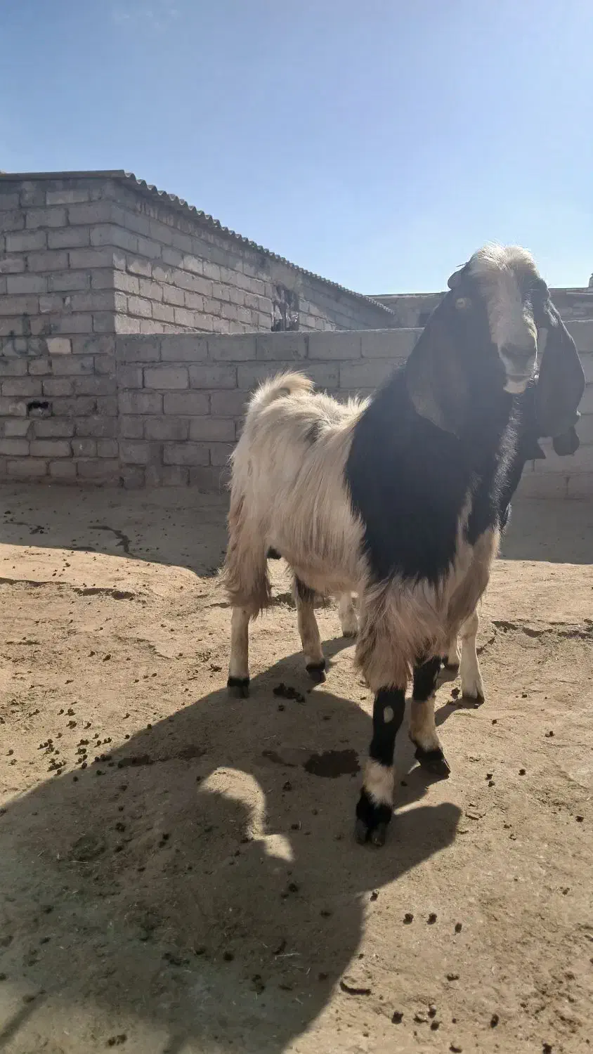 ساورین|حیوانات مزرعه|صحنه, |دیوار