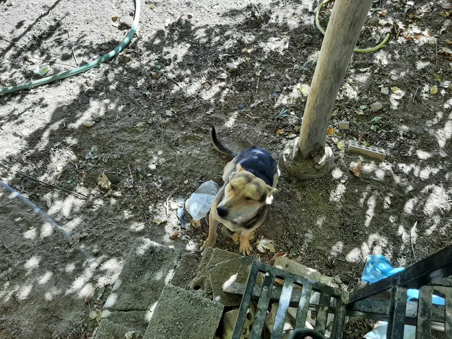 یک قلاده سگ ژرمن مالنیوز|سگ|یزد, |دیوار