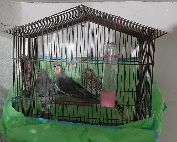 جفت عروس هلندی، و سه عروس هلندی جوان|پرنده|سیاهکل, |دیوار