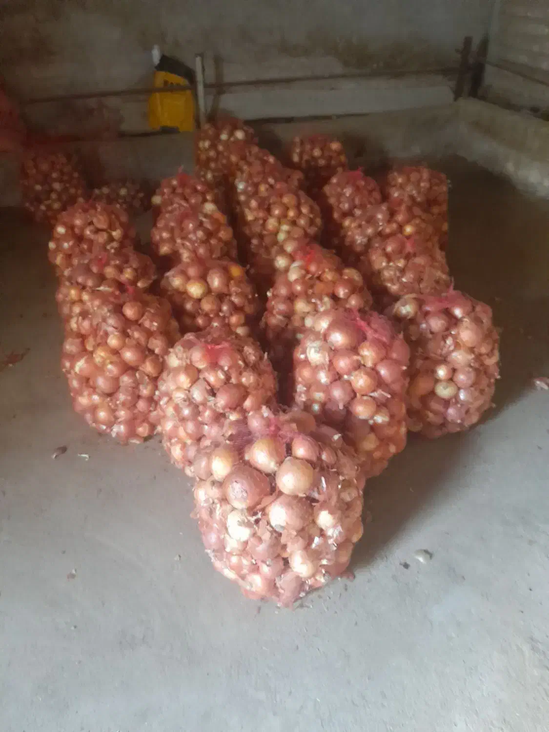 پیاز|عمدهفروشی|دورود, |دیوار