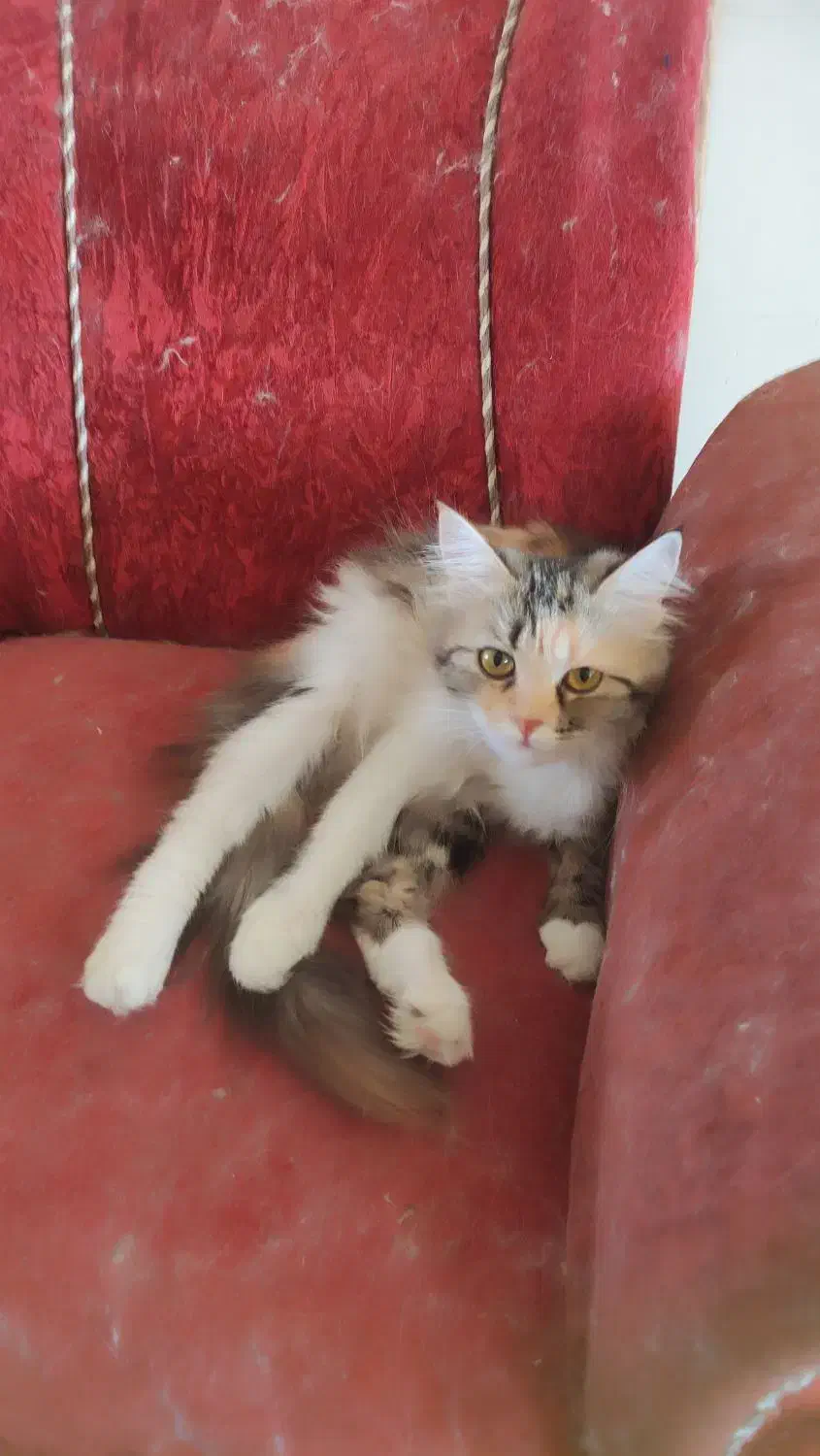 واگذاری گربه های میکس پرشین وی ای اچ|گربه|کرمان, |دیوار