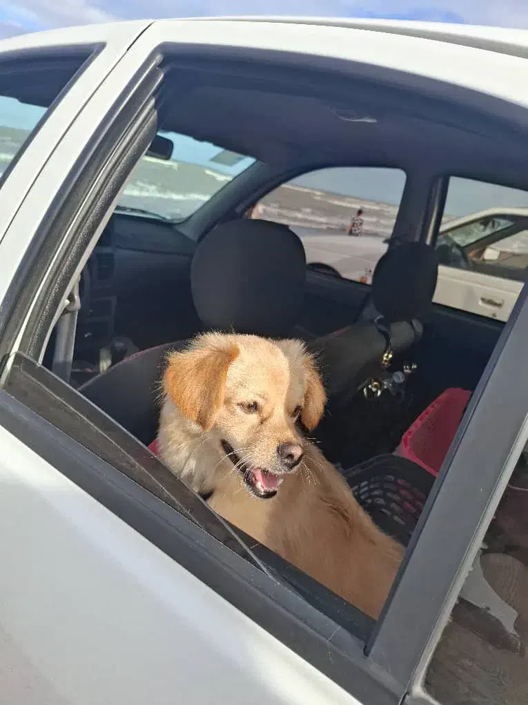 فروشی|سگ|پردیس, فاز ۱۱|دیوار