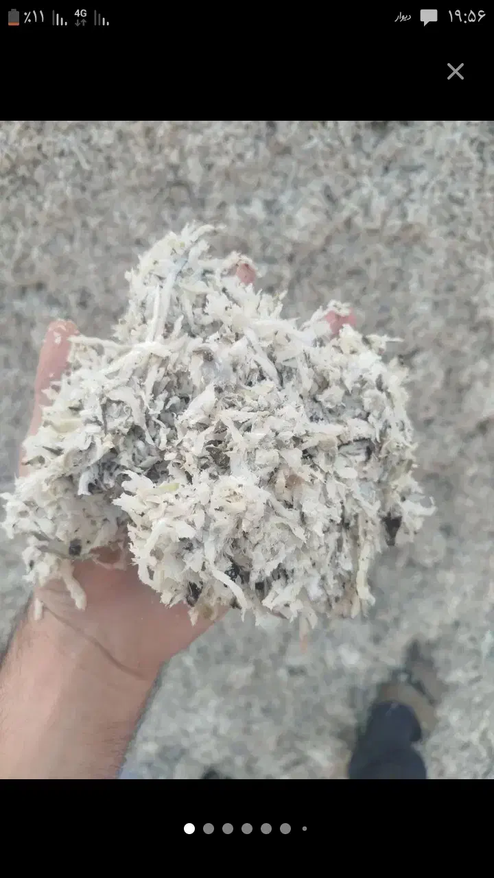 چغندر تر|حیوانات مزرعه|خلخال, |دیوار