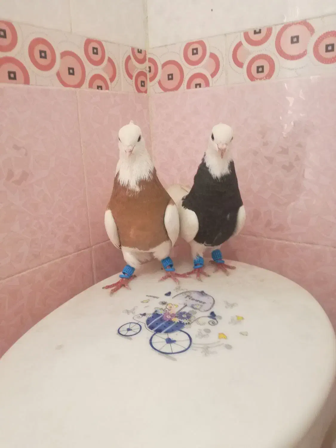 دو جفت کفتر خوب|پرنده|شیراز, کوشک میدان|دیوار