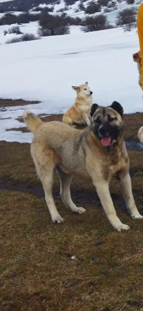 سگ گم شده|حیوانات|ویلکیج, |دیوار