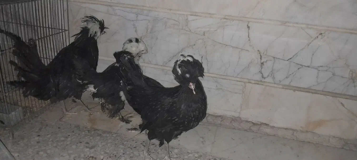 مرغ کاکولی|حیوانات مزرعه|گلستان (تهران), |دیوار