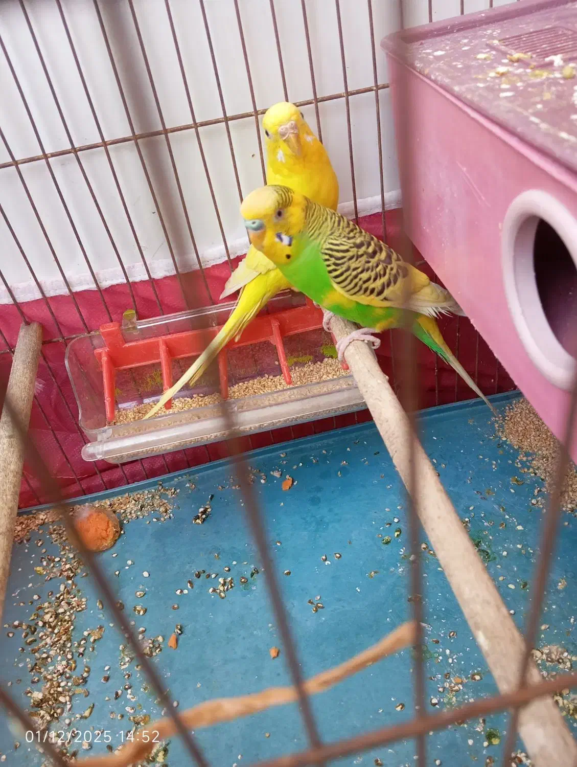 مرغ عشق جفت|پرنده|شیراز, کوزه گری|دیوار