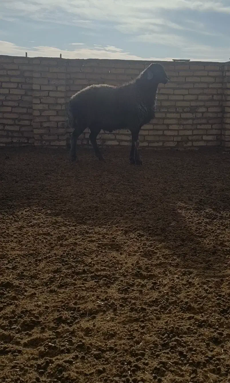 باسلام یه شیشک قوچ دلبر سبز کبود بره پارسال هستش|حیوانات مزرعه|اراک, |دیوار