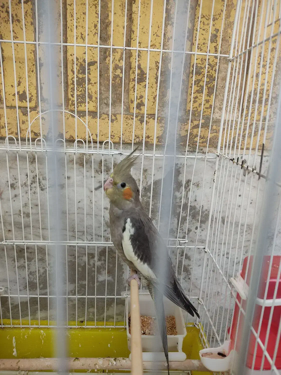 عروس هلندی|پرنده|بوشهر, |دیوار