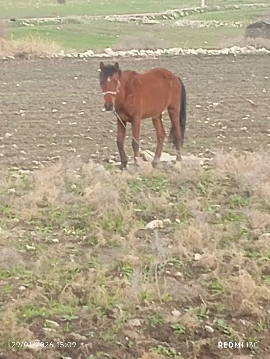 اسب ابستن|اسب و تجهیزات اسبسواری|دهدشت, |دیوار