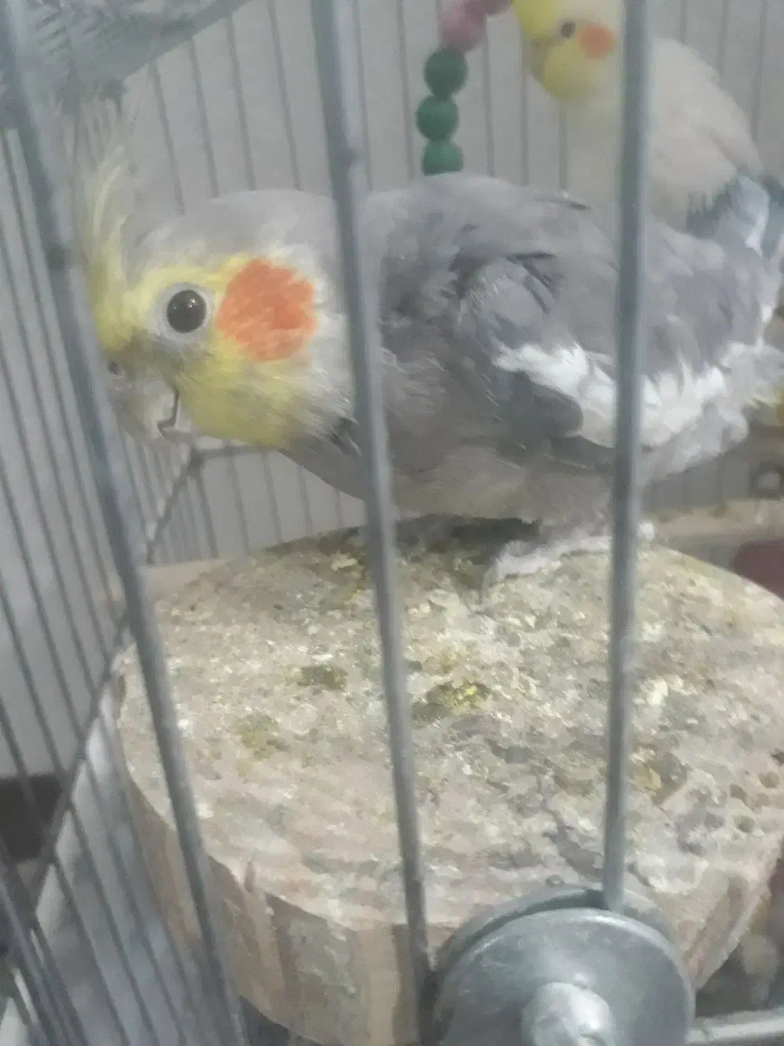 انگشترعروس هلندی کفتر|جواهرات|سبزوار, توحیدشهر|دیوار