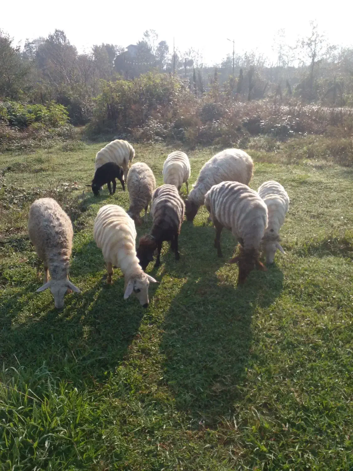 فروش نر|حیوانات مزرعه|لاهیجان, لفمجان|دیوار