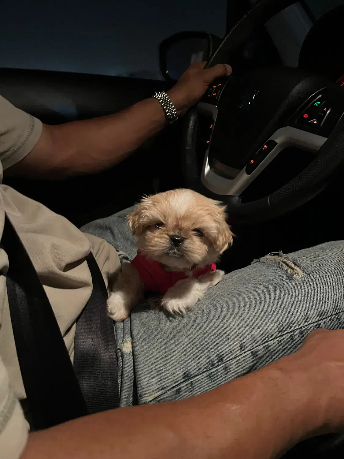 پیکینیز امپریال فوری|سگ|ری, اقدسیه|دیوار