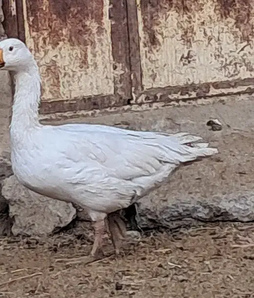 غاز نر|حیوانات مزرعه|تویسرکان, |دیوار