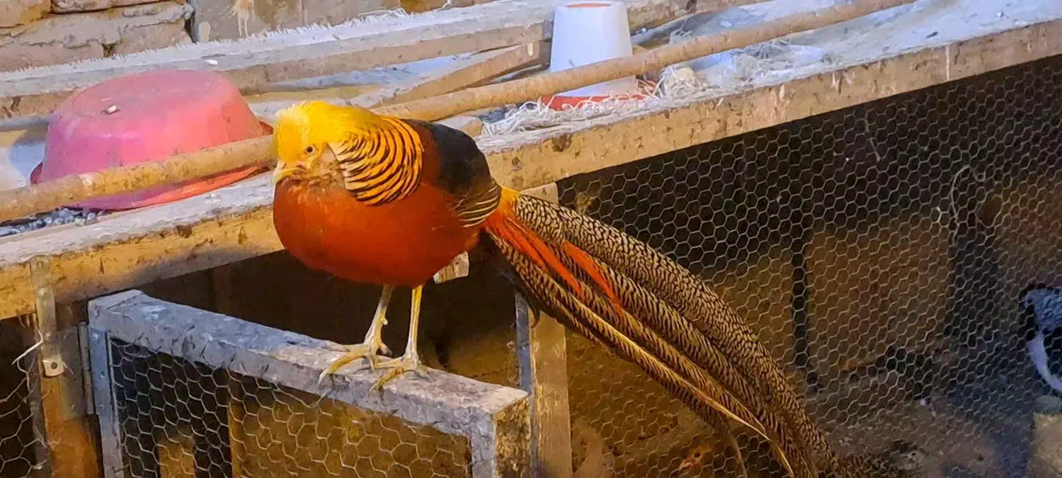 قره قاوول|حیوانات مزرعه|قائم‌شهر, |دیوار