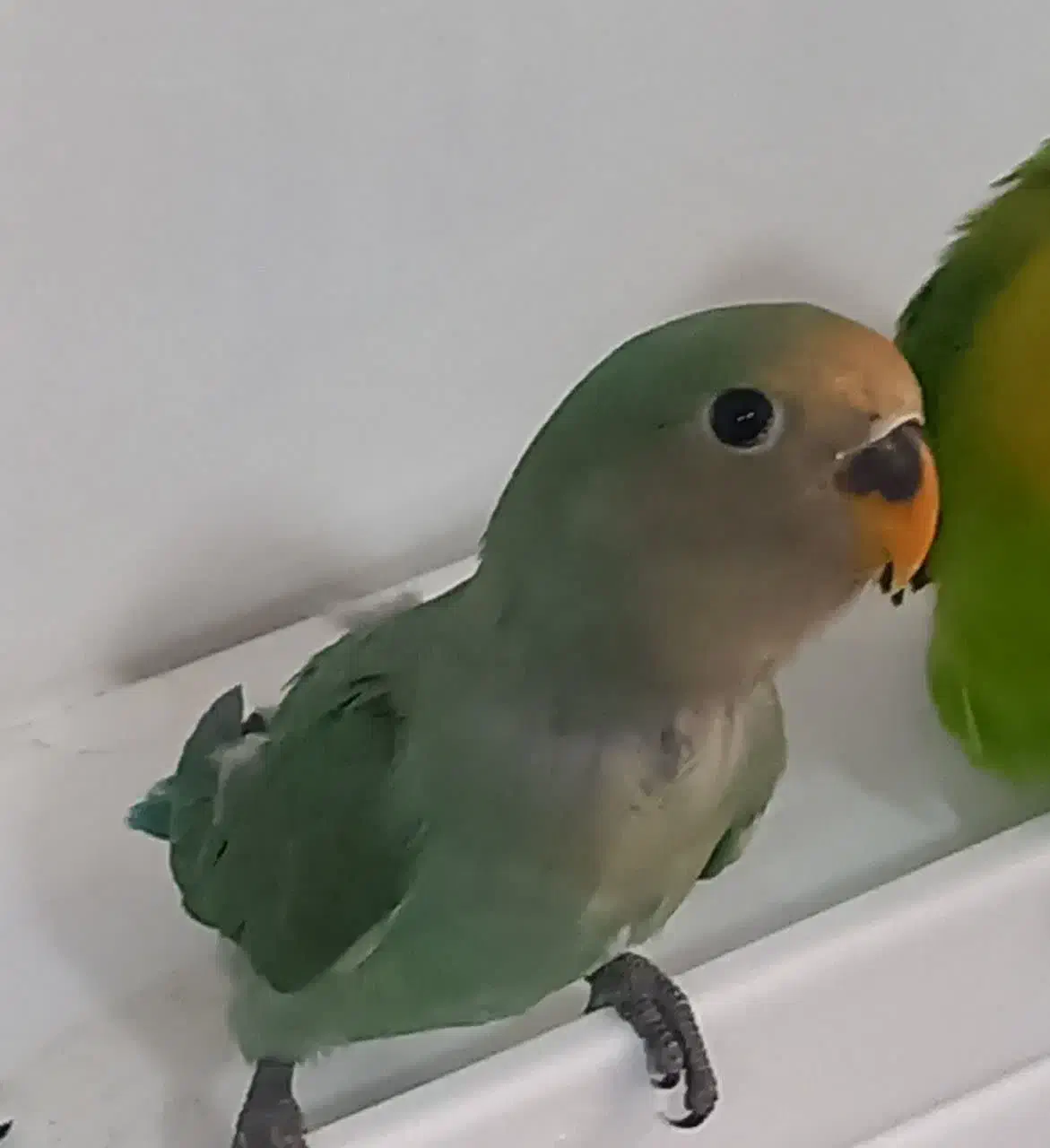 سه عدد جوجه یکماه طوطی برزیلی( کوتوله)|پرنده|مشهد, شهید احمدی روشن|دیوار