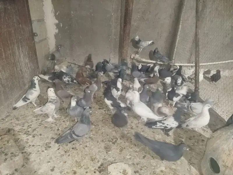 کفتر|پرنده|قم, تعویض پلاک|دیوار
