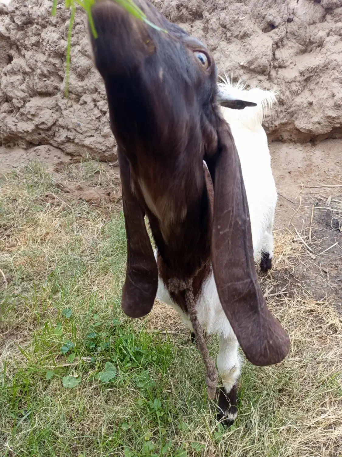 گوسفند کاموری|حیوانات مزرعه|بم, |دیوار