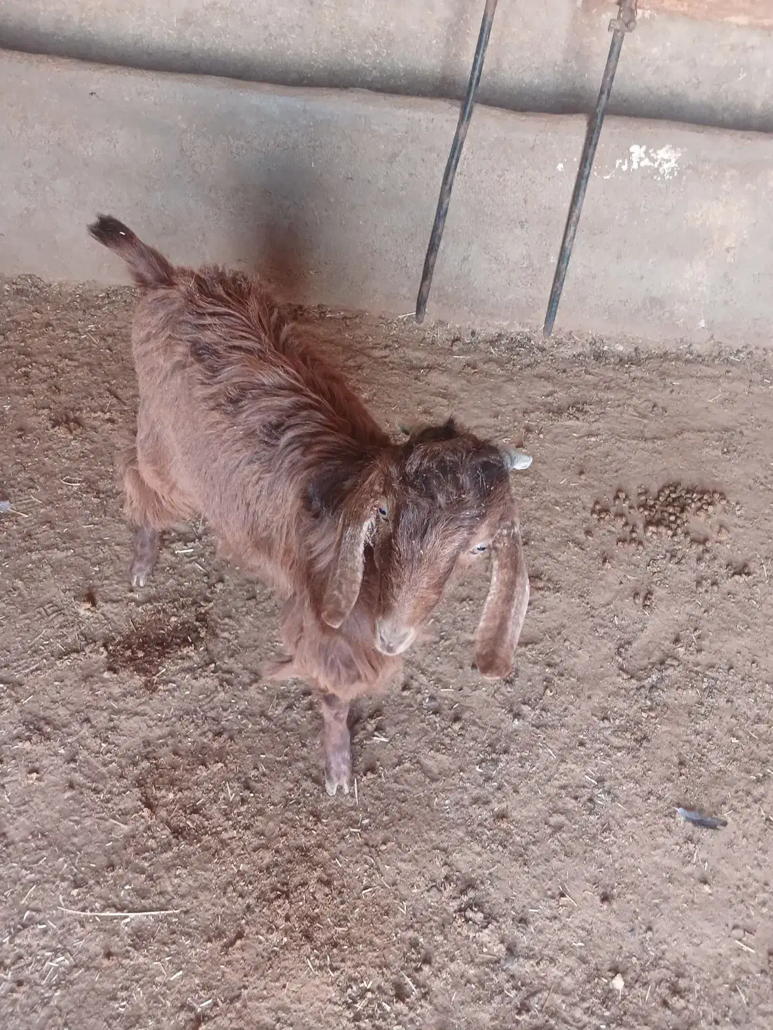 بزغاله نر ومیش ابستن|حیوانات مزرعه|همدان, |دیوار