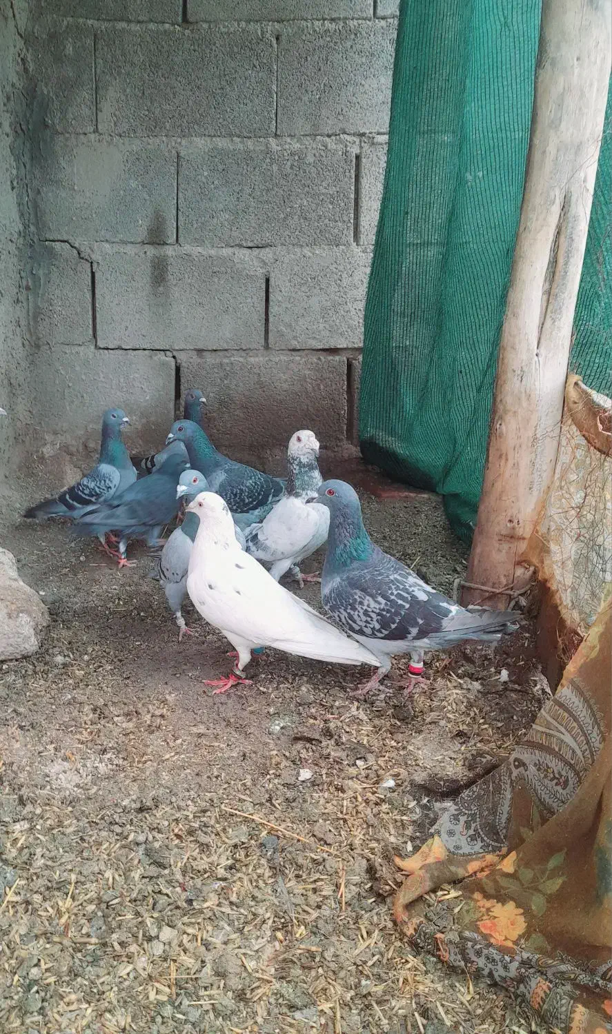 پلاکی زرنگ|پرنده|مرودشت, دولت آباد|دیوار