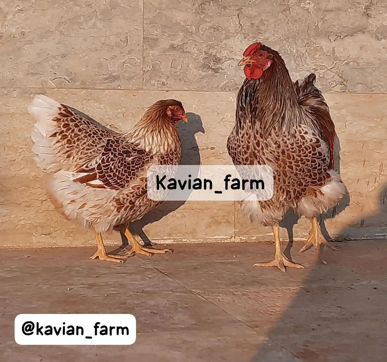 تخم،جوجه آیام سمانی،براکل،برهما،ویاندوت|حیوانات مزرعه|تهران, استاد معین|دیوار