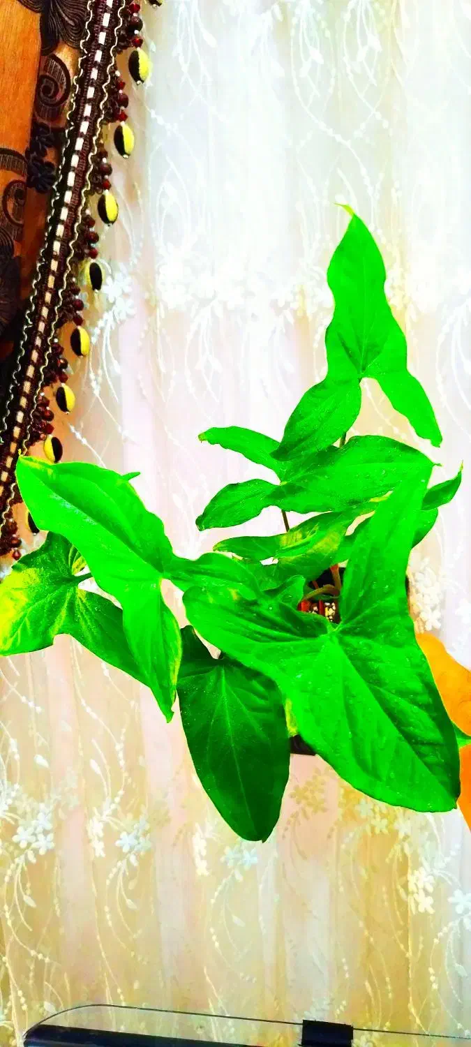 گل وگیاه|گل و گیاه طبیعی|خرمشهر, |دیوار