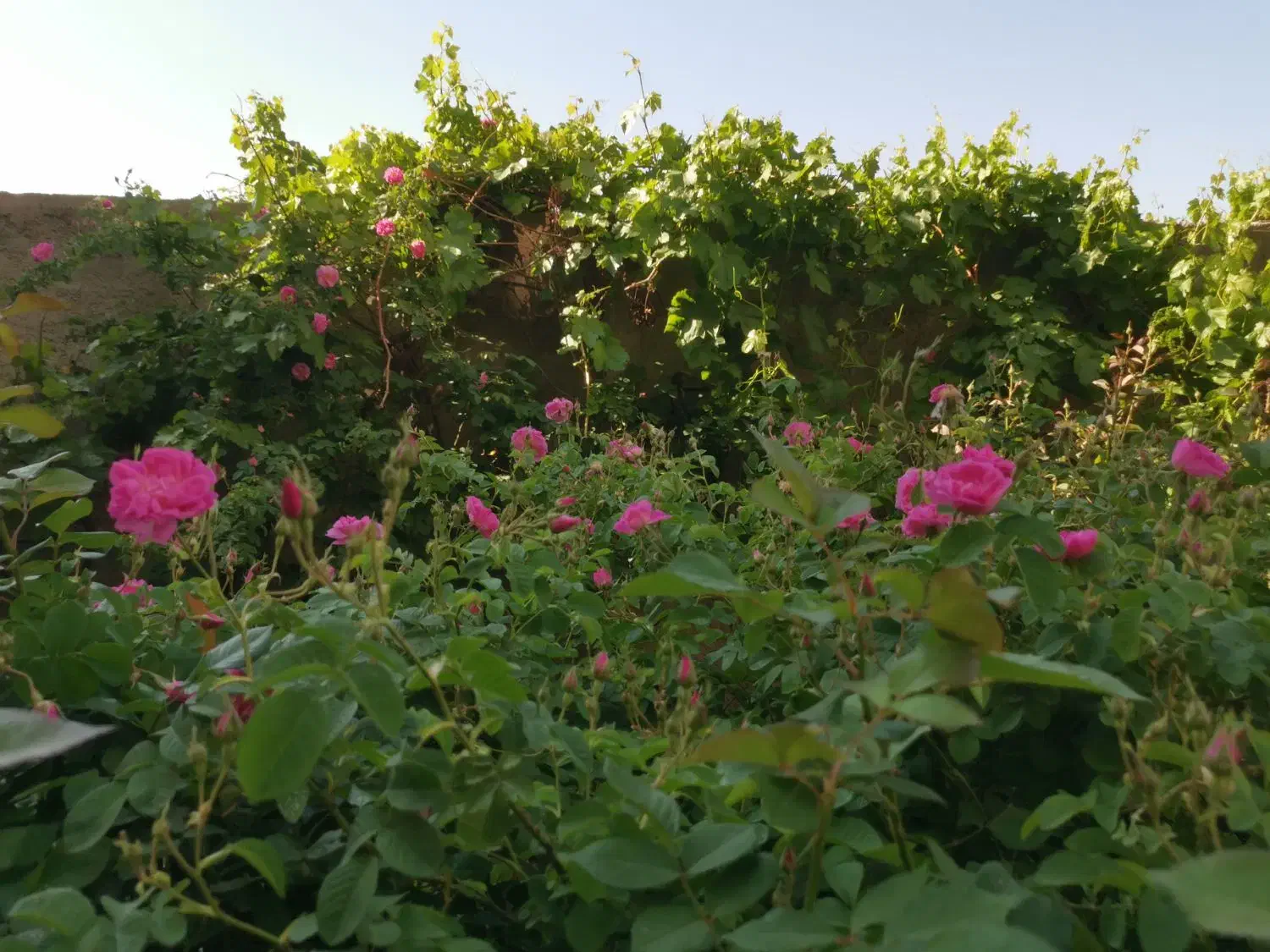 استخدام کارگر ساده خانم و آقا با بیمه|استخدام صنعتی، فنی، مهندسی|محمدشهر, محمدشهر|دیوار