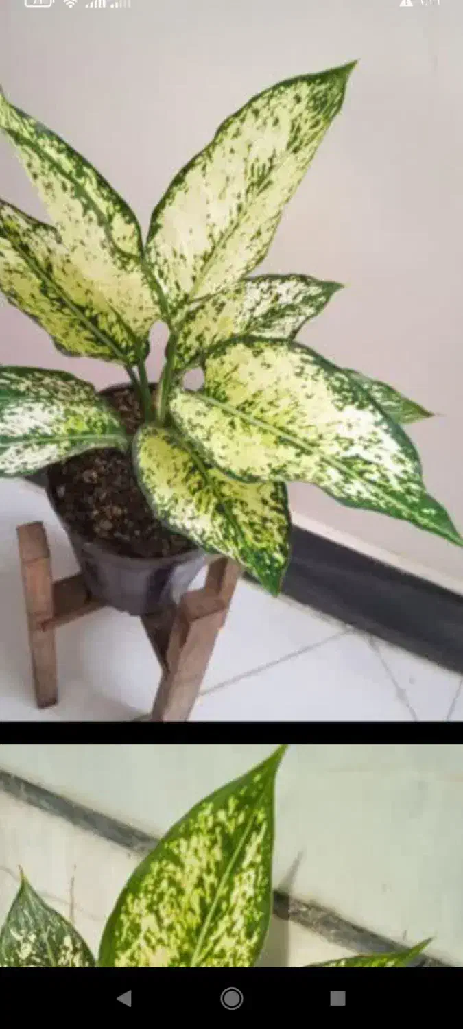 گل کادو روز مادر|گل و گیاه طبیعی|بروجرد, |دیوار