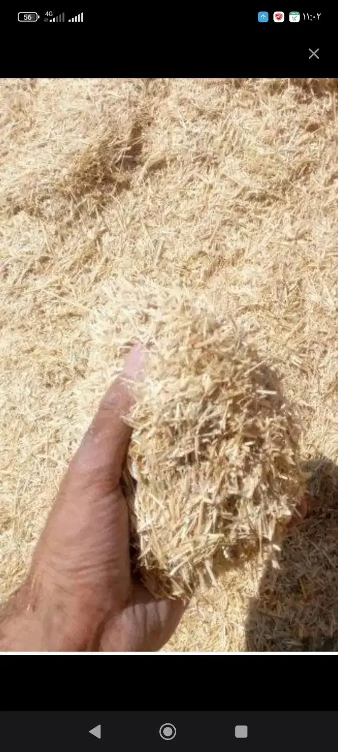 کاه گندم پیشگام|عمده‌فروشی|تاکستان, |دیوار