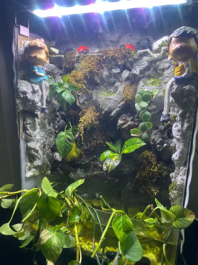 آکواریوم|ماهی|تهران, آهنگ|دیوار