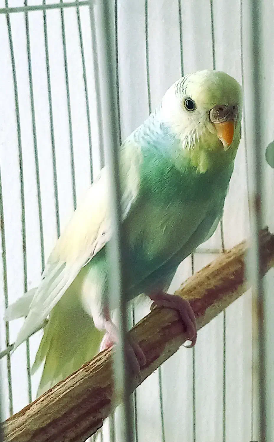 مرغ عشق|پرنده|مشهد, شهید احمدی روشن|دیوار