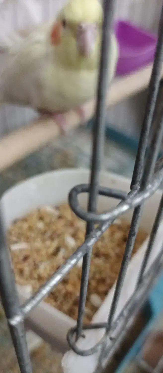 عروس هلندی|پرنده|حمیدیا, |دیوار