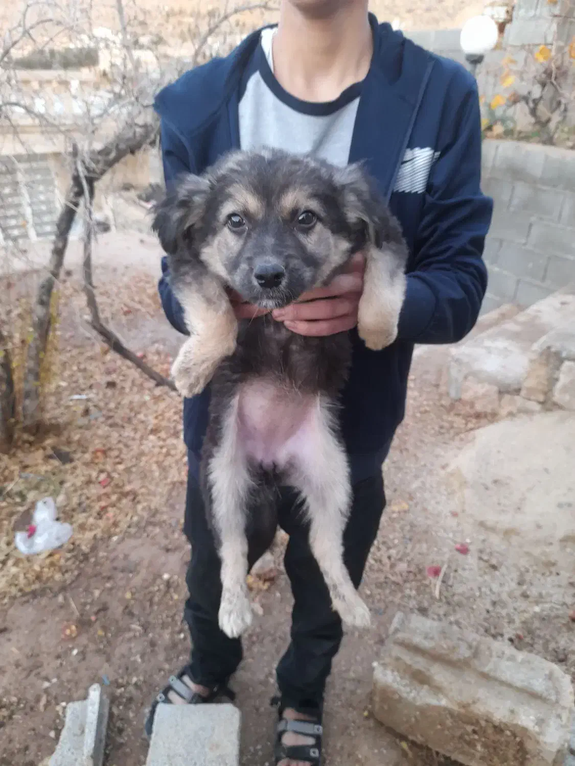 فروشی|سگ|شیراز, شهرک مفتح|دیوار