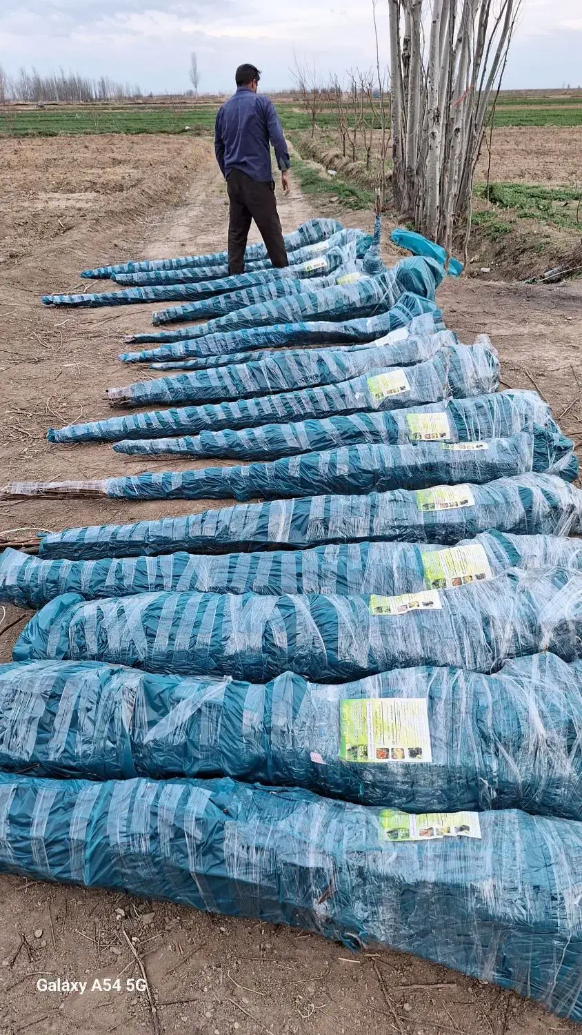 نهال گران نخرید از من تولید کننده بخرید|عمدهفروشی|شهرکرد, |دیوار